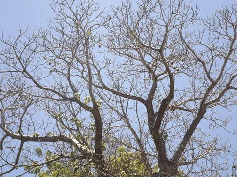 Winter Baobab Stock Photos