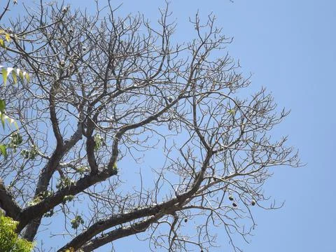 Winter Baobab Stock Photos