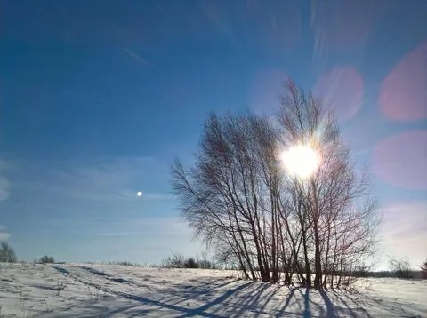 Winter Bare Birch Stock Photos