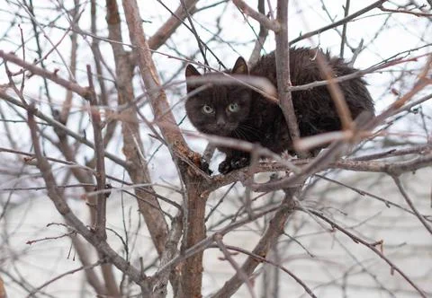 Winter, the bare branches of a tree, a black cat or kitten sitting on the bra Stock Photos
