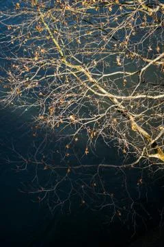 Winter bare tree Stock Photos