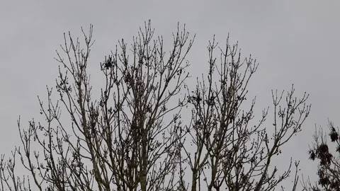 Winter bare trees no leaves blowing in the wind Video stock 145196496