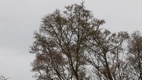 Winter bare trees no leaves blowing in the wind Video stock 145196553