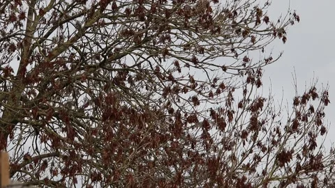 Winter bare trees no leaves blowing in the wind Video stock 145196605