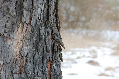 Winter Bark Stock Photos