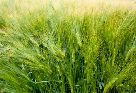 Winter barley, close up of spikelets, samples of varieties Stock Photos