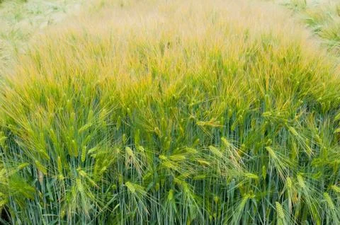 Winter barley, close up of spikelets, samples of varieties Fotos Stock