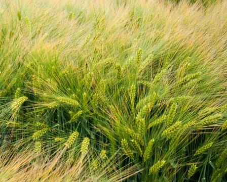 Winter barley, close up of spikelets, samples of varieties Stock Photos