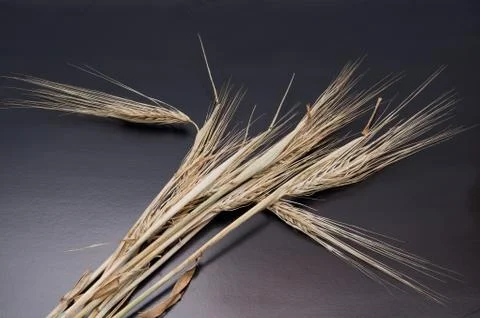 Winter barley ear. Stock Photos