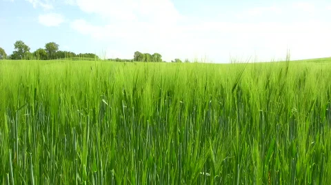 Winter barley Video stock 419869