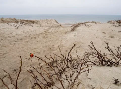 Winter beach on the Curonian Spit in cloudy weather in Lithuania Stock Photos