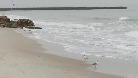 Winter beach with splash wave water. The sea wave crashes against the stone Video stock 148269212