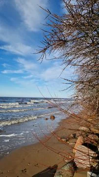 Winter Beach View with Leafless Tree and Waves Stock Photos