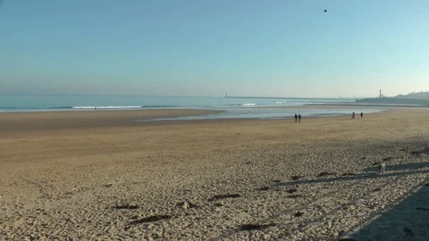 Winter beach walking spaniel Stock Footage 104312222