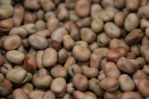 Winter Bean Background. Stock Photos
