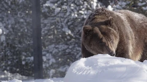 Winter Bear looking for food Stock Footage 45675208