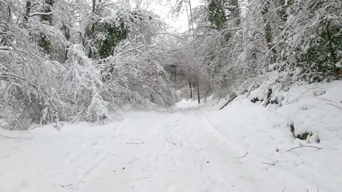 Winter in the beautiful forest Stock Footage 146339320