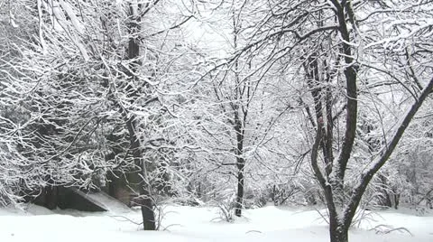 Winter beautiful forest. Panorama Stock Footage