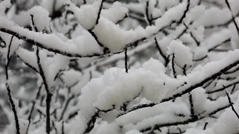 Winter. Beautiful snow-covered tree branches under heavy snowfall Stock Footage 147448660