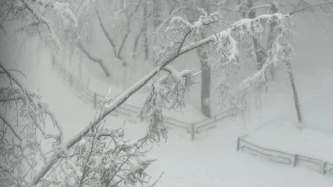 Winter beautiful tree Stock Footage 85821416