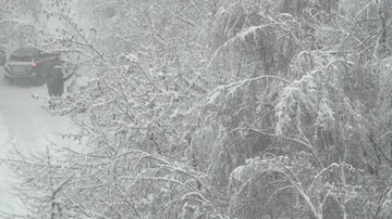 Winter beautiful tree Video stock 85821478