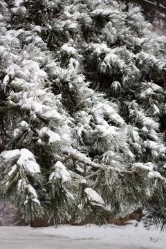 Winter beauty Stock Photos