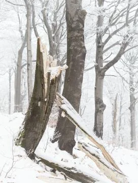 Winter in beech forest - broken tree trunk Stock Photos
