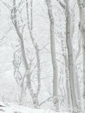 Winter in beech forest Stock Photos