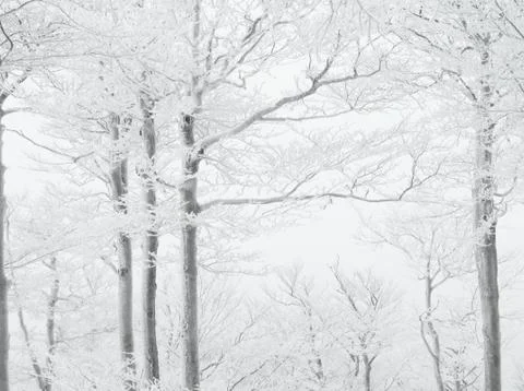 Winter in beech forest Stock Photos