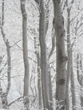 Winter in beech forest Stock Photos
