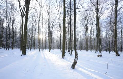 Winter in beech forest Stock Photos