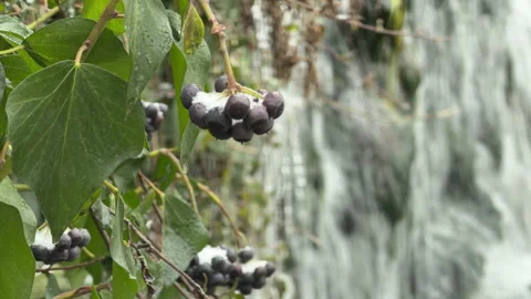 Winter Berries Dusted with Snow Hang Before a Rushing Waterfall in Nature Stock Footage 329455664