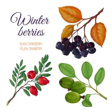 Winter berries. Stock Illustration