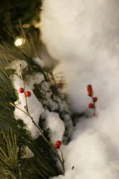 Winter Berries 写真素材