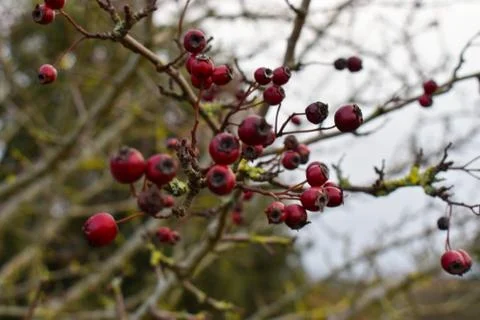 Winter berries Stock Photos