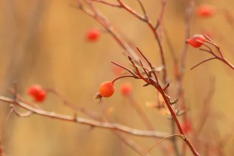 Winter berries Stock Photos