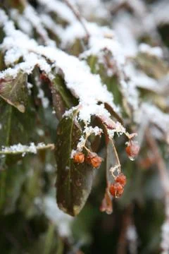 Winter Berries with snow Stock Photos