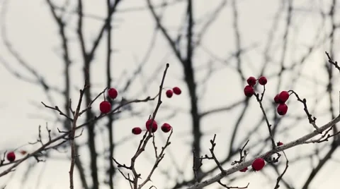 Winter Berries On a Tree Stock Footage 58688554