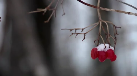Winter Berry Vídeo Stock 47674658