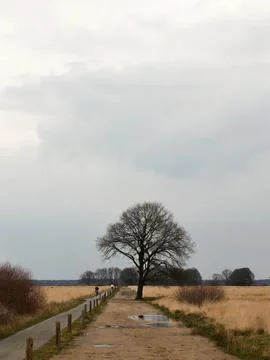 Winter bicycle path through golden grass fields at Dwingelderveld national park Foto stock
