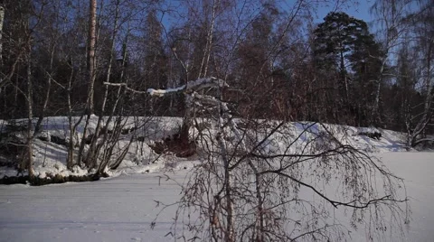 Winter birch Video stock 49194732