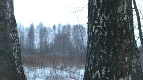 Winter birch Stock Footage 122505433