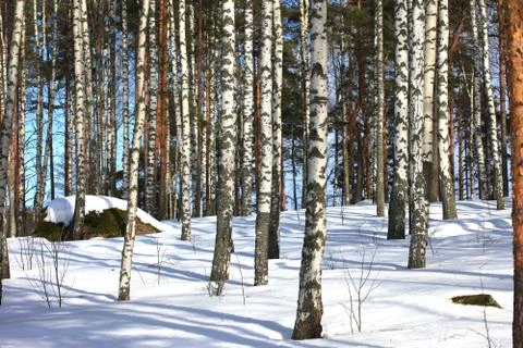 Winter birch forest background Foto stock