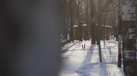 Winter birch forest Stock Footage 55870351