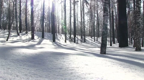 Winter birch forest Stock Footage 58314199