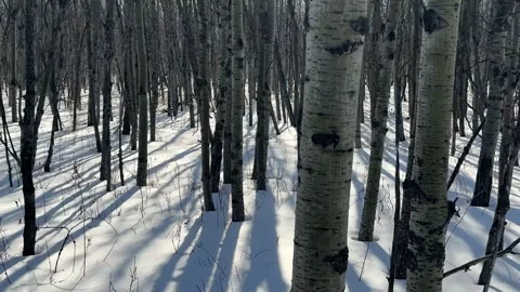 Winter Birch Forest Long Shadows Stock Footage 329249327