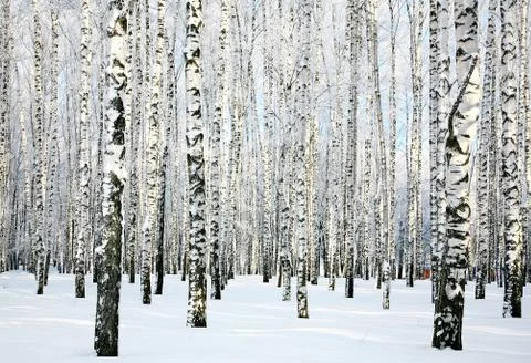Winter birch forest 스톡 사진