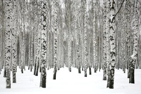 Winter birch forest Stock Photos