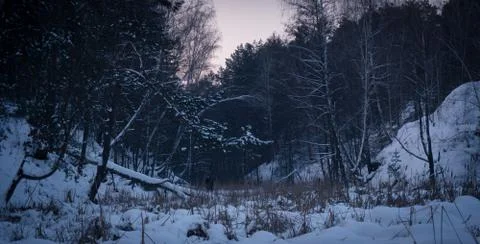 Winter birch forest Stock Photos