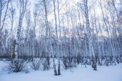 Winter birch forest Stock Photos